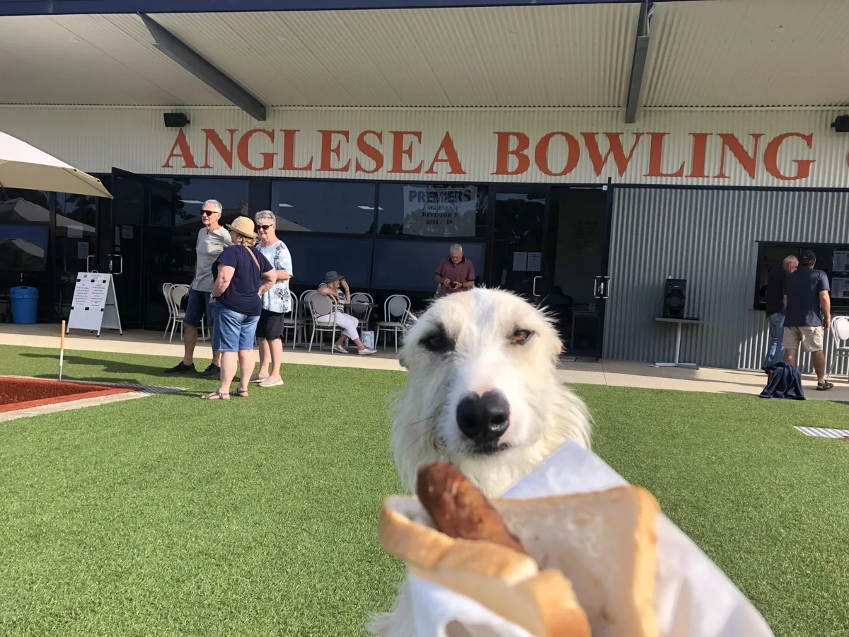 A dog being handed a sausage outside the Anglesea Bowling Club clubhouse